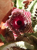 Huernia zebrina
