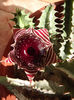 DSCF0661