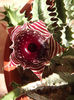 DSCF0662