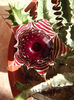DSCF0663