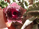 Huernia zebrina