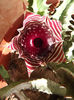 DSCF0666