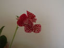 DSCF0722
