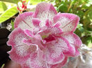 DSCF0670