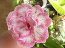 DSCF0676