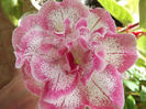 DSCF0677