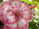 DSCF0682