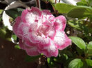 DSCF0679