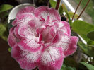 DSCF0685