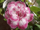 DSCF0686