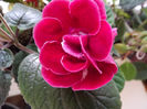 DSCF0799