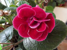 DSCF0800