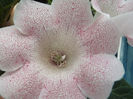 DSCF0805