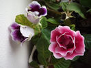 DSCF0820