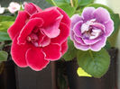 DSCF0884