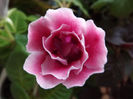 DSCF0825
