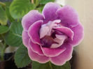 DSCF0879