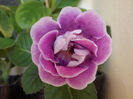 DSCF0880