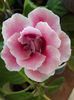 Silvana Pink