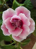 DSCF0883