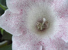 DSCF0888
