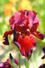 Iris germanica Sultans Palas (12)