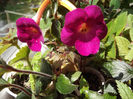 DSCF0703
