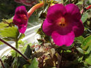 DSCF0705