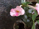 DSCF0708