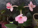 DSCF0712