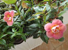 DSCF0727