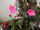 DSCF0716