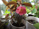 DSCF0856