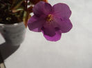 DSCF0906