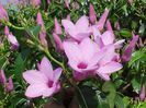 Cryptostegia grandiflora