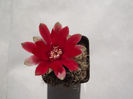DSCF0896