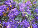 Hardenbergia comptoniana