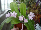 Streptocarpus
