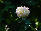 DSCN8133