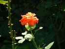 DSCN8138