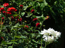 DSCN8140