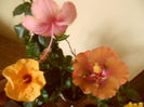 hibiscus grup