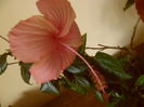 Dainty Pink
