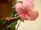 Dainty Pink