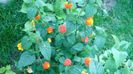 lantana