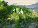 Paulownia din galeata 21.06.2013