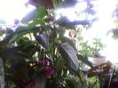 Photo-0223