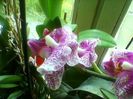 Photo-0112