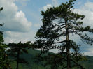 DSCN6253