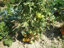 Tomate tip portocala